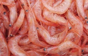 Innovative Wound Dressing from Crustacean Shells Crustacean Shell Material Used for Wound Healing Hydrogel
