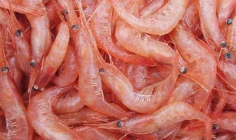 Innovative Wound Dressing from Crustacean Shells Crustacean Shell Material Used for Wound Healing Hydrogel