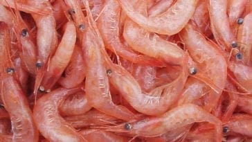 Crustacean Shell Material Used for Wound Healing Hydrogel