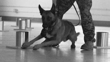 NORT Canine Explosives Training