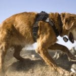 Rudy the Cadaver Dog Sniffing Exercise