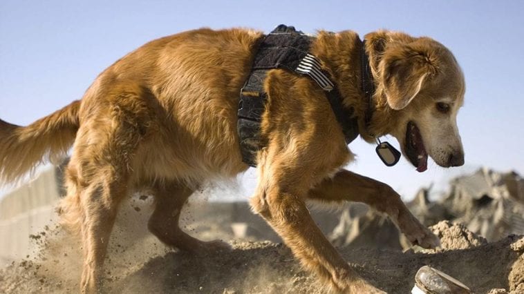Rudy the Cadaver Dog Sniffing Exercise