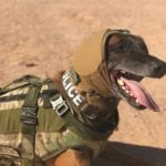 Working dog wearing a protective vest and hearing protection wrapped around his head on a desert backdrop
