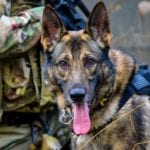Beautiful dog wearing a harness, ears up, long tongue out, with his military handler crouched beside him.